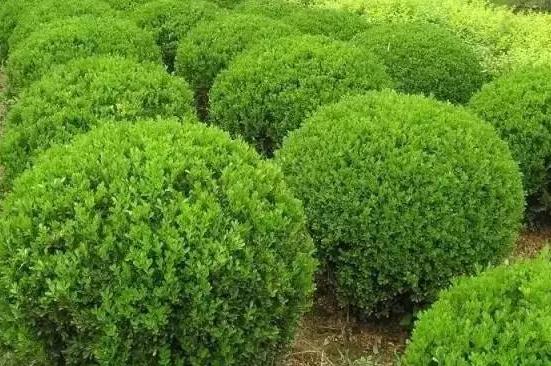 喬、灌木類植物的養(yǎng)護(hù)要點，看看凱蒂分享的這6點！