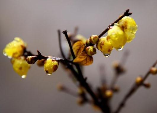 這5種樹木種植在別墅花園中別有一番風(fēng)雅！