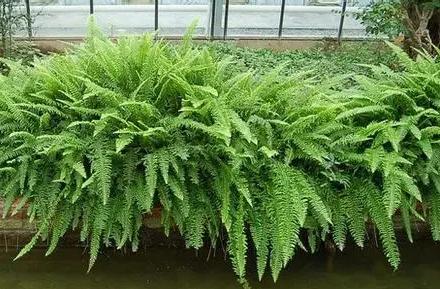 超可愛(ài)蕨類植物有哪些，你知道怎么養(yǎng)嗎？ 湖北綠化公司教你一招