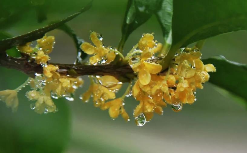 春季桂花移栽修剪有訣竅，襄陽園林綠化公司親傳經(jīng)驗，來年花多枝密長勢好